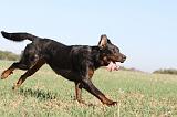 BEAUCERON 161